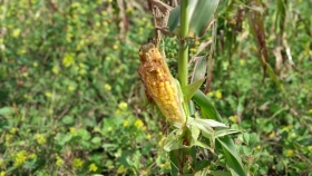 Autorización de tres productos insecticidas para el control de la chicharrita del maíz