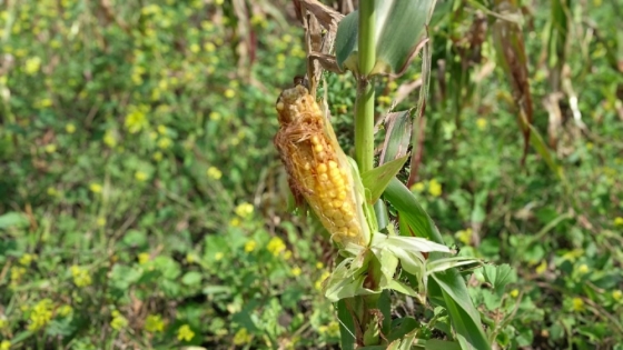 Autorización de tres productos insecticidas para el control de la chicharrita del maíz