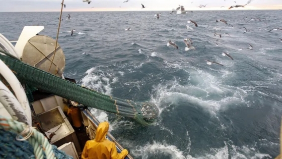 Desmedido. Nuevo debate internacional: grupo conservacionista define a la pesca como destructiva