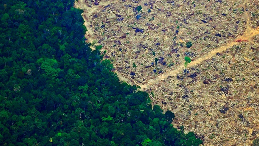 Perú relanzará las concesiones forestales en la Amazonía