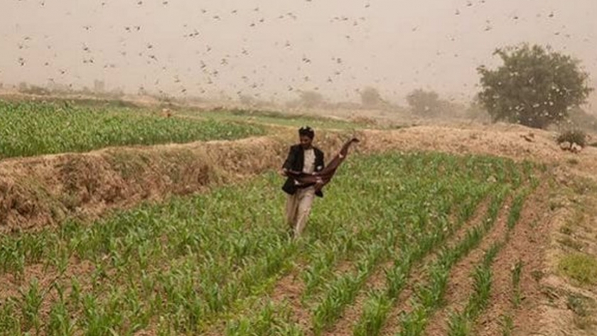 África sigue amenazada por la langosta del desierto