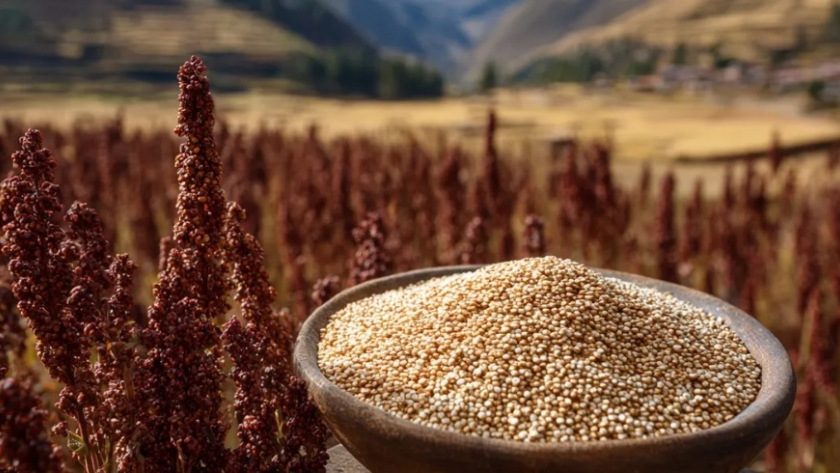 Morrillos INTA: la nueva quinua argentina que impulsa la producción en San Juan