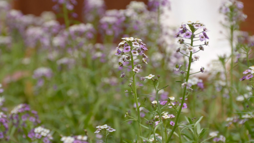 Se esperan mejores ventas de plantas y flores en la región