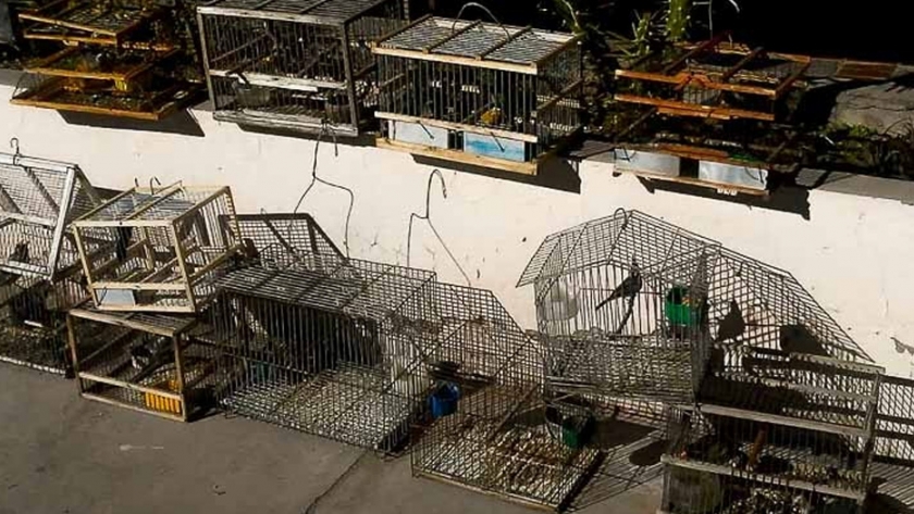En intensos operativos de conservación fueron rescatadas 16 aves