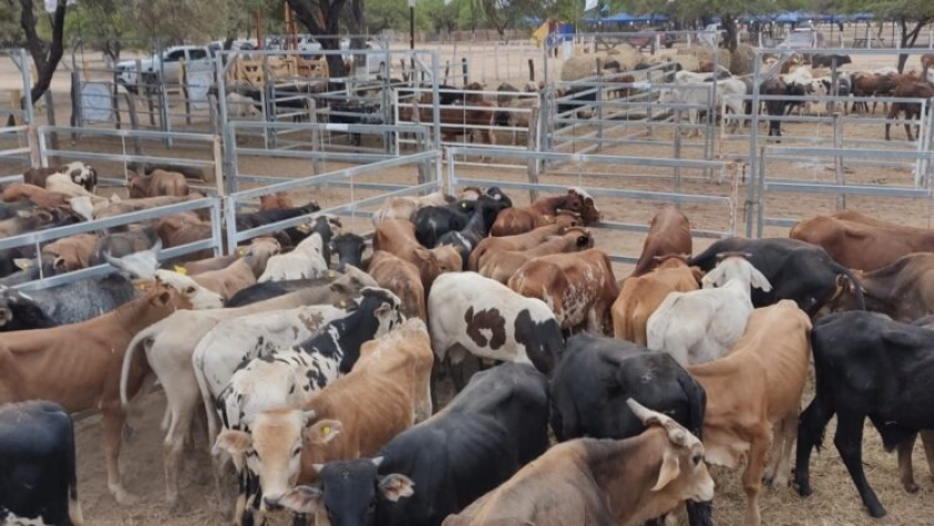 La feria ganadera paippera de Lote 8 “fue una gran fiesta del Modelo Formoseño”
