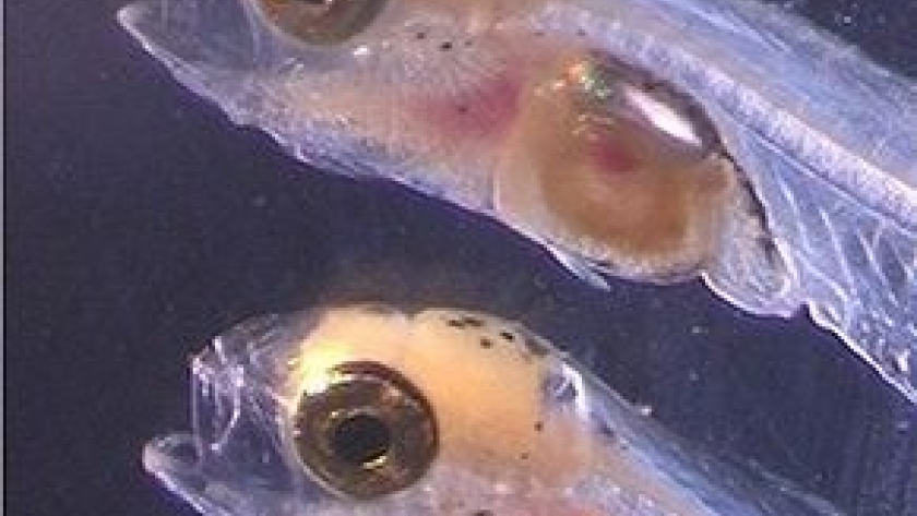 Investigadores del CSIC demuestran una alta sincronización en los ritmos de las larvas de dorada que podría mejorar su cultivo en acuicultura
