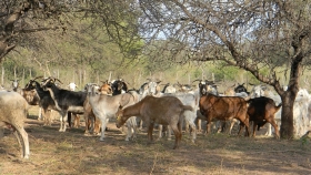 Evalúan estrategias de pastoreo con cabras y ovejas