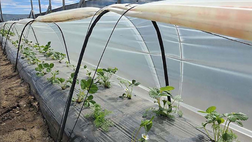 Instructivo de confección de un microtúnel para la producción hortícola