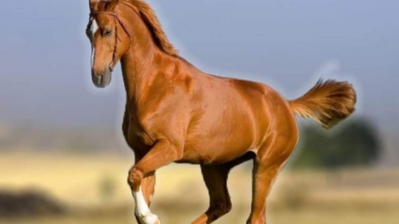 ¿Qué sabes del caballo maremmano?