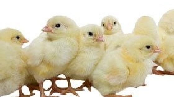 Cómo controlar la Enfermedad de Marek en reproductoras y pollos de engorde