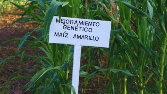 Desde INTA Formosa presentan una nueva variedad de maíz amarillo: ideal para hacer harina