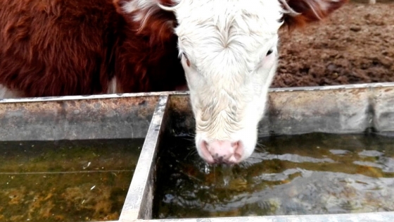 El ganado consume hasta un 60% más de agua en meses calurosos