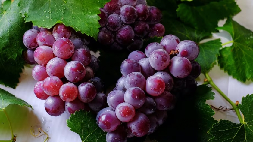 Aumento en la cosecha de uvas para 2025, pero el sector vitivinícola enfrenta nuevos retos