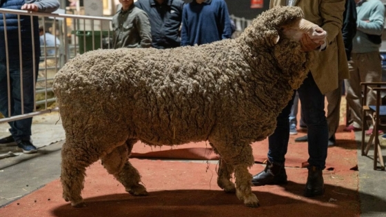 La raza Merino volvió a la Exposición Rural de Palermo tras 12 años, de la mano de una cabaña centenaria