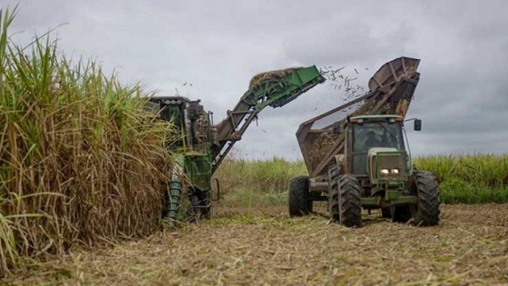 Agricultura distribuyó el cupo de exportación de azúcar crudo a Estados Unidos