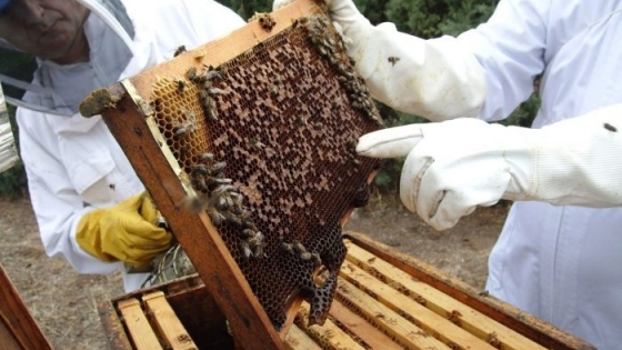 El 95% de la miel se exporta sin valor agregado