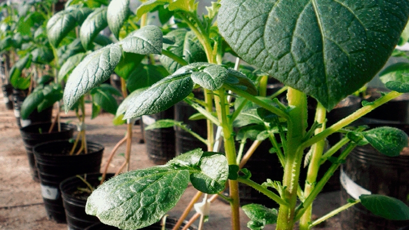 Papas con mayor producción de tubérculos 