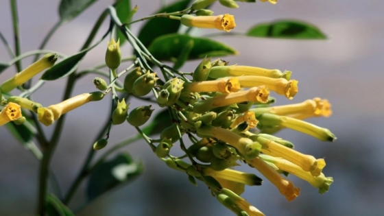 Palán Palán o también llamado Tabaco amarillo, es el nuevo integrante de la flora patagónica