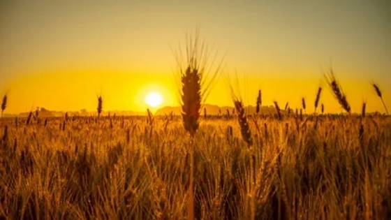 <¿Un súper trigo? Científicos chinos identifican mecanismos para aumentar la longitud y el peso del cereal