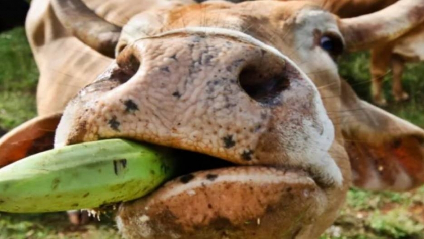 Bananas para las vacas