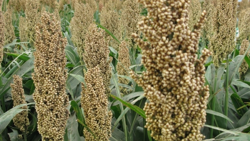 Sorgo: un cultivo con perspectivas alentadoras y cuidados para tener en cuenta