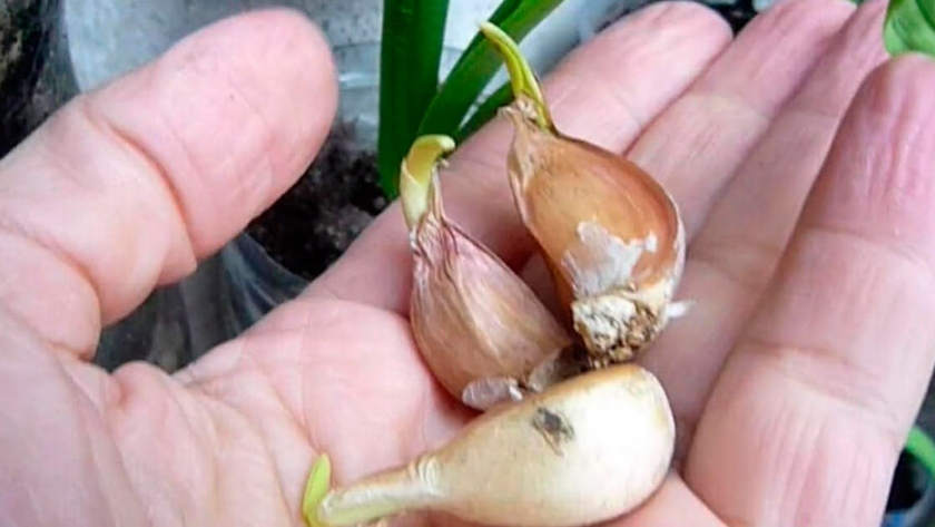 Ajo, cómo sembrar y cuidar el cultivo estrella del otoño en la huerta