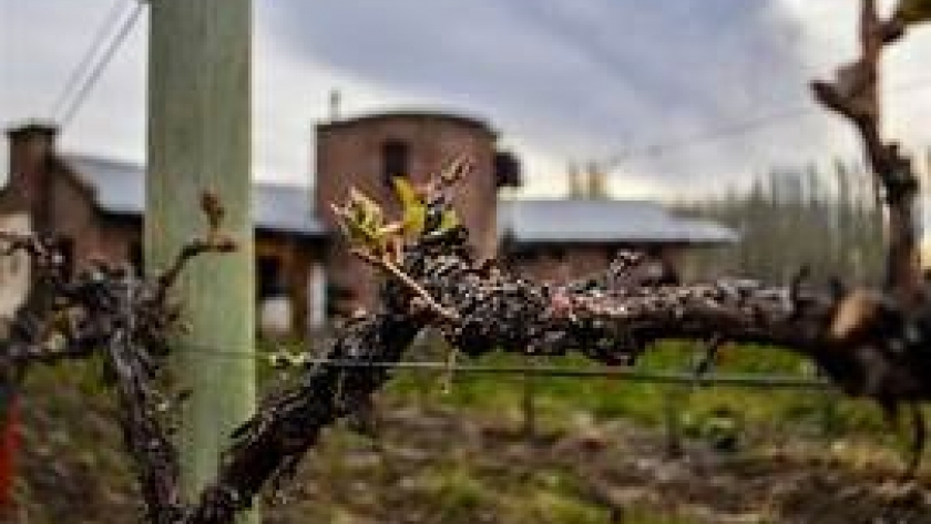 La bodega Des De La Torre está ubicada en Chos Malal y sus vinos llegaron al Vaticano para que los beba el Papa Francisco