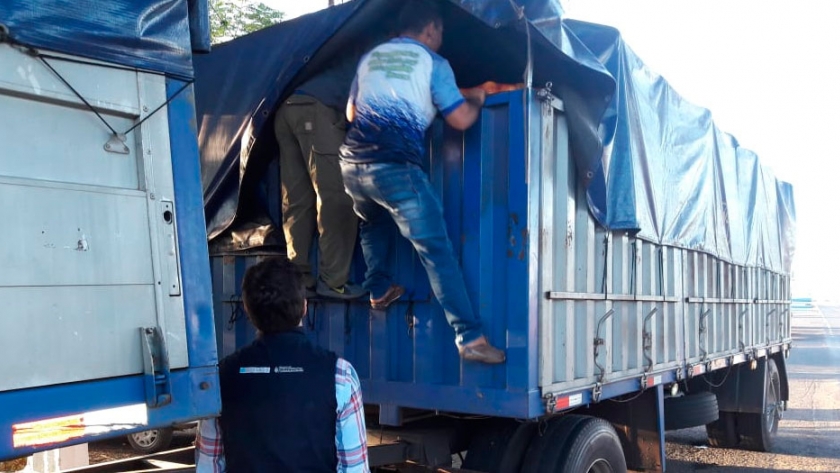 Controles a más de 830 transportes de productos de origen vegetal en Clorinda