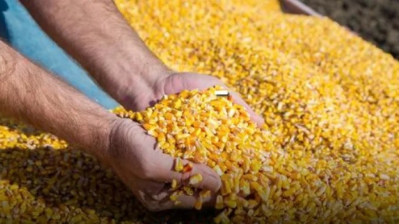 Aumentó el precio mundial de los alimentos en julio a raíz de la retirada de Rusia del acuerdo de granos