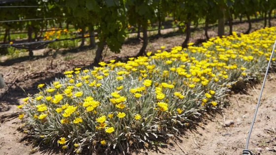 Una bodega lanzó un portal para compartir investigaciones sobre agroecología