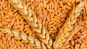 Espelta, propiedades y beneficios de este cereal