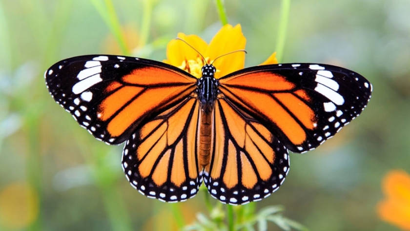 Mariposas califican para protección, pero serán quitadas de la lista