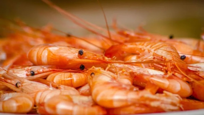 Langostino. Se diseñó una nueva prospección para las subáreas 4-5 y 9