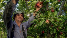 10.000 trabajadores golondrina llegaron a Río Negro para la temporada de cosecha