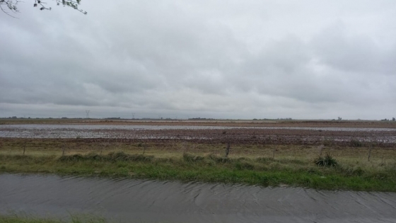 El regreso de El Niño abre una campaña con alto potencial productivo, pero crecen las alertas por inundaciones