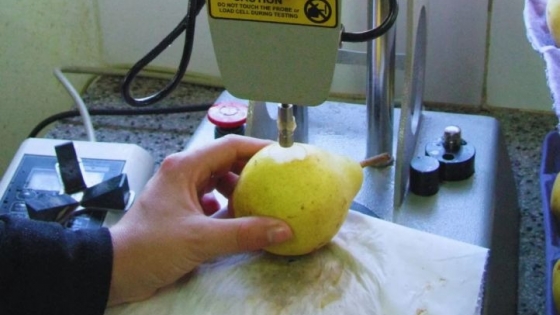 Cómo definir el momento exacto de cosecha: el rol clave de los índices de madurez en la calidad de la fruta