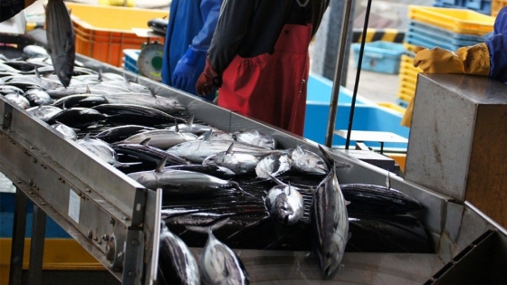 Producción pesquera de Japón crece 5 % en 2023 impulsada por aumento en precio de sardinas