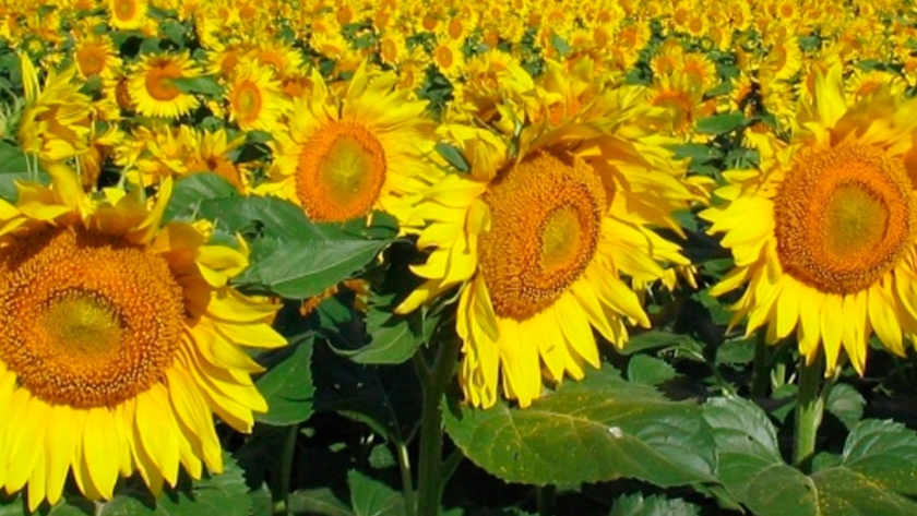 Girasol: la escasa oferta hídrica sobre el sur del área agrícola compromete el llenado de granos de los lotes tardíos