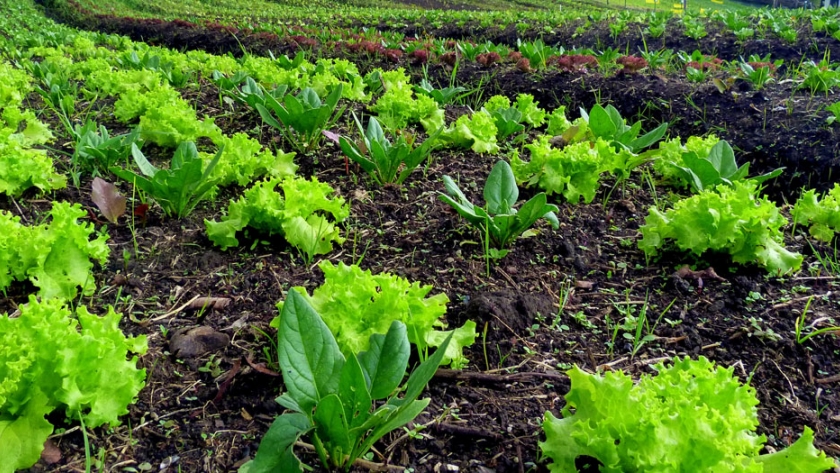 Potenciar Trabajo impulsa las Huertas Orgánicas Comunitarias en Santa Clara