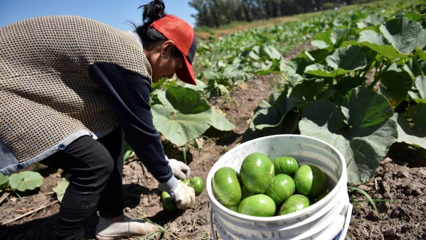 Sector agrícola El Cinturón Verde de Mendoza: el tesoro agrícola que se achica