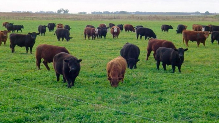 ¿Se viene otro certificado para poder exportar carne? La Unión Europea analiza imponer un comprobante obligatorio de bienestar animal
