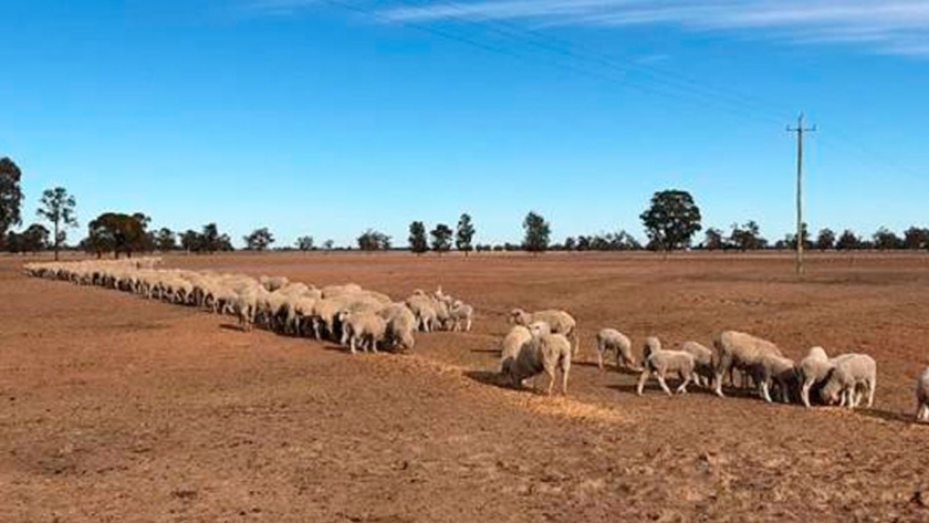 Bovinos y ovejas alimentados por la sequía