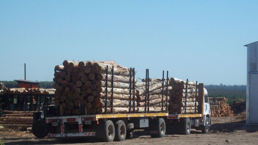 Etapas de la cuarentena en el sector forestal entrerriano