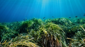 Praderas submarinas de Posidonia: un hábitat natural capaz de retener altos niveles de carbono que debe ser cuidado