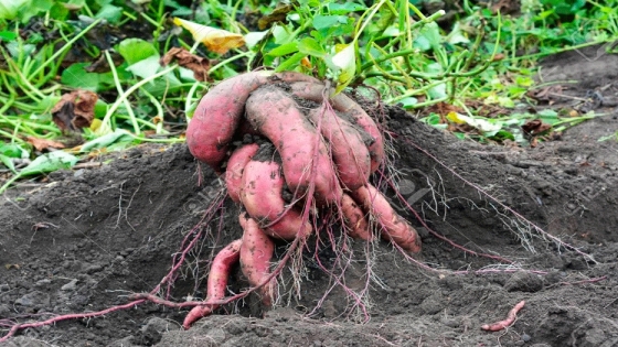 En Tucumán, promueven el cultivo de batata