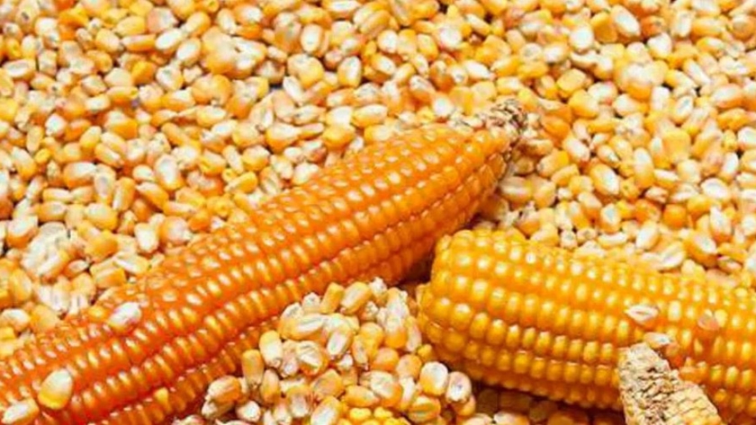 Tórrido clima podría impactar producción de maíz de la UE este año