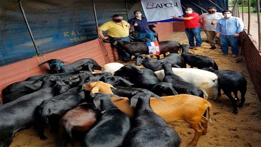 Entre Ríos concretó la segunda importación de ovinos de la raza Santa Inés