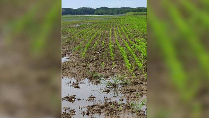 Productores pierden más de 8 mil hectáreas de soya