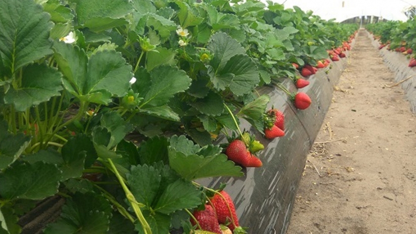 Yrupé: la nueva variedad de frutilla que ya ocupa el 40% del área en Salto