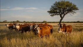 Carne a pasto: especialistas impulsan un debate para recuperar un sello histórico de la ganadería argentina